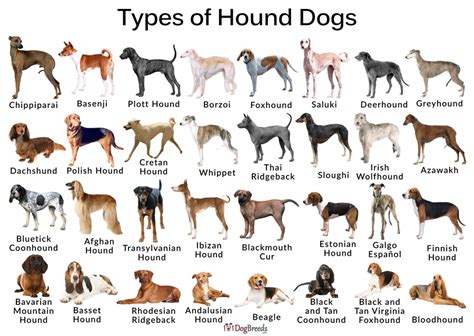 hounder meaning|old hound dog.